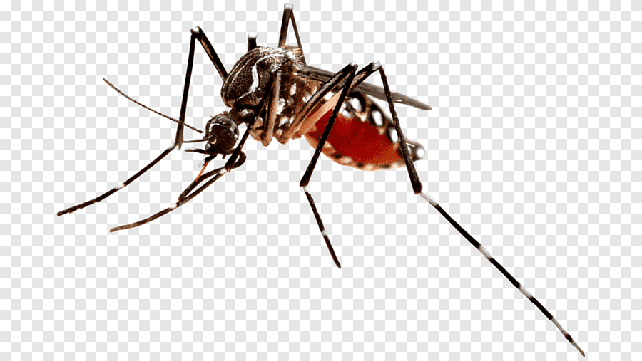Dengue Symposium Assessment